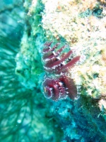 Christmas Tree Worm IMG 6980